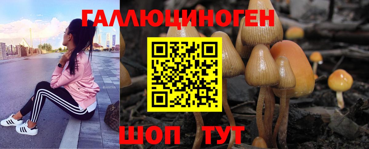 Псилоцибиновые грибы Psilocybe Когалым